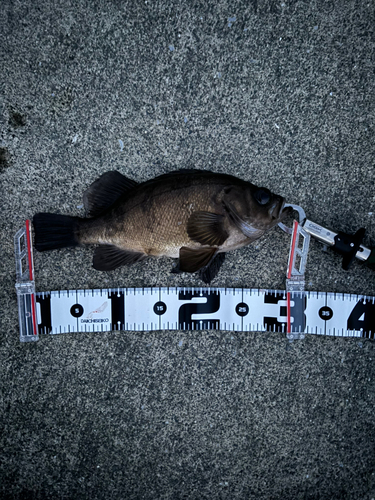 アカメバルの釣果