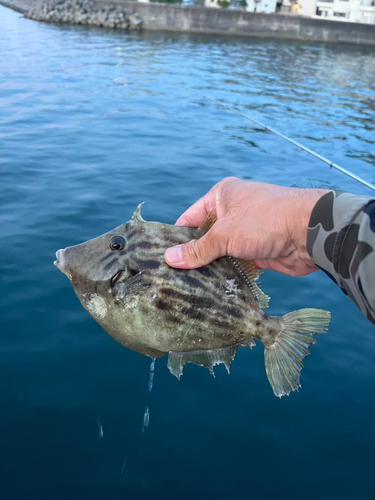 カワハギの釣果