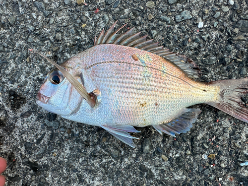 タイの釣果