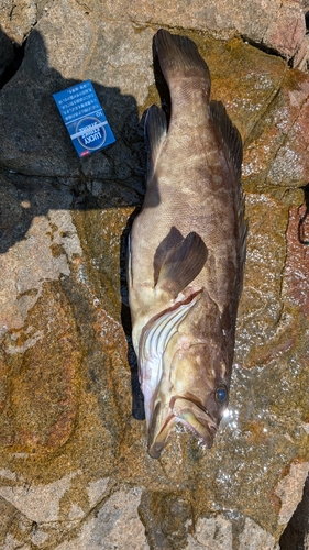 クエの釣果