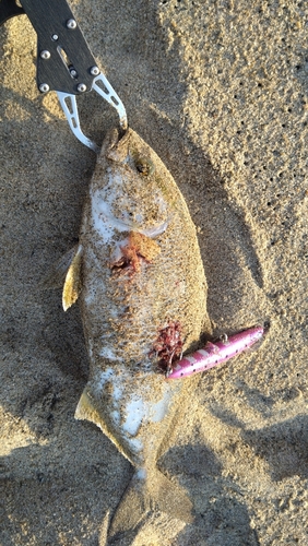 ショゴの釣果