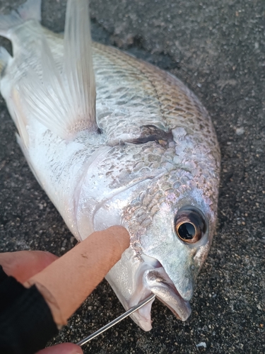 キチヌの釣果