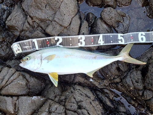 ヒラマサの釣果