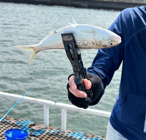 コノシロの釣果