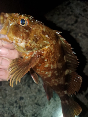 ガシラの釣果