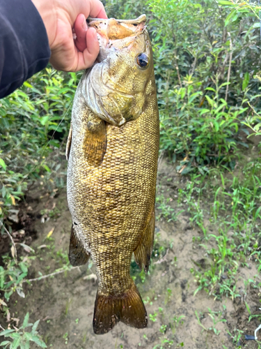 スモールマウスバスの釣果