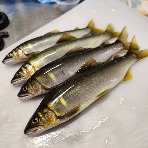 アユの釣果