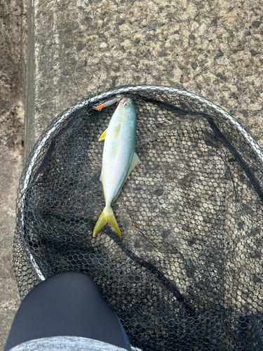 ツバスの釣果