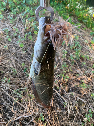 ナマズの釣果