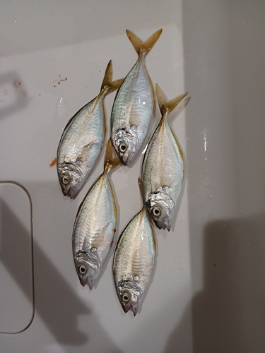 シマアジの釣果