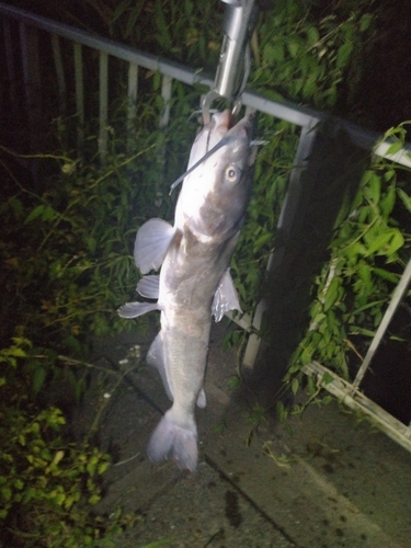 アメリカナマズの釣果