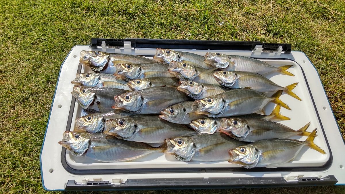 釣り人ワタルさんの釣果 1枚目の画像