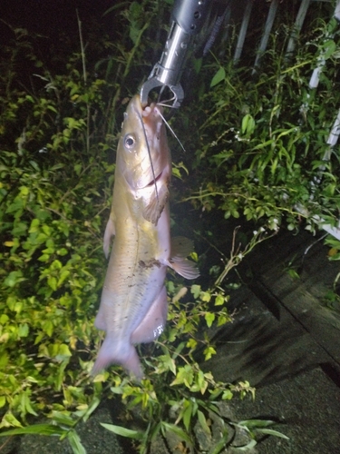 アメリカナマズの釣果