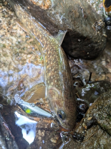 ニッコウイワナの釣果