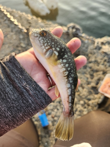 タチウオの釣果