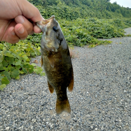 ラージマウスバスの釣果