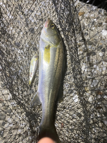 シーバスの釣果