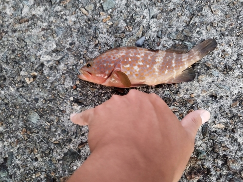 キジハタの釣果