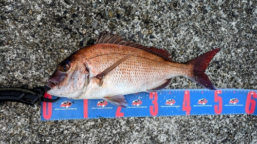 マダイの釣果