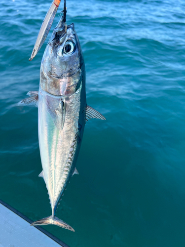 ソウダガツオの釣果