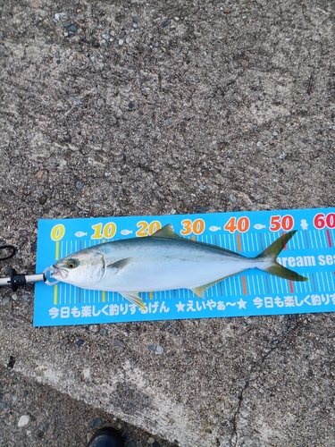 フクラギの釣果