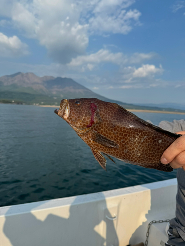 オオモンハタの釣果