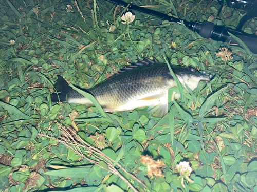 キチヌの釣果