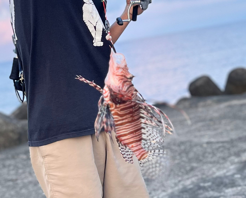 ミノカサゴの釣果