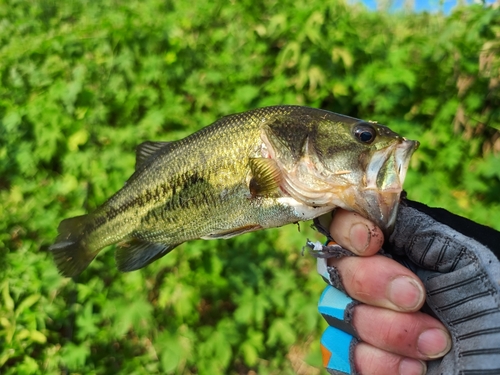 ラージマウスバスの釣果