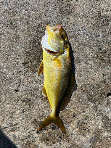 ショゴの釣果