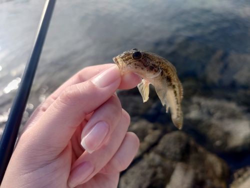 ハゼの釣果