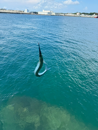 サヨリの釣果