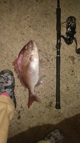 マダイの釣果