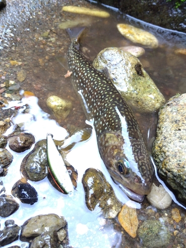 イワナの釣果