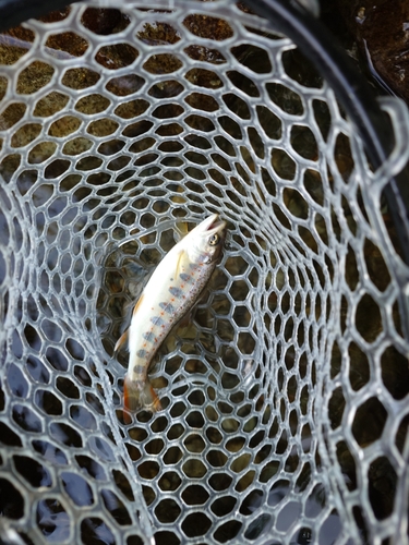 アマゴの釣果