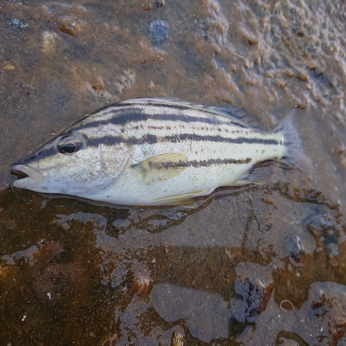 シマイサキの釣果