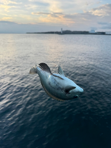 メジナの釣果