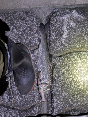 ニゴイの釣果