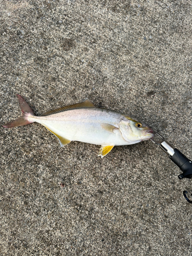 ショゴの釣果