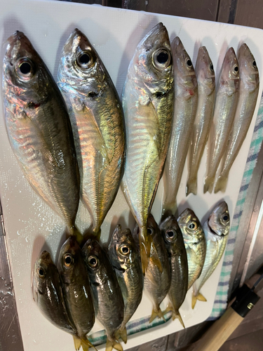 アジの釣果