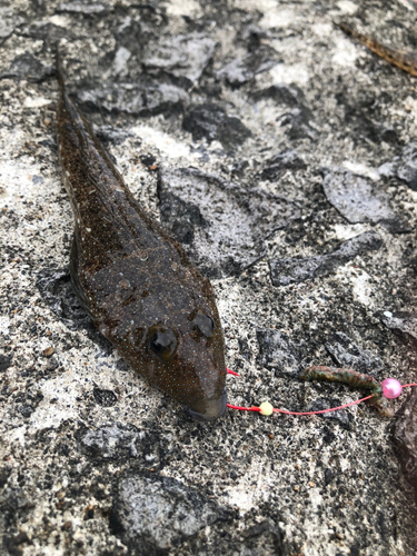 メゴチの釣果