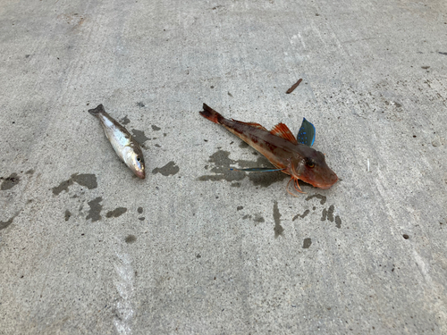 シャコエビの釣果