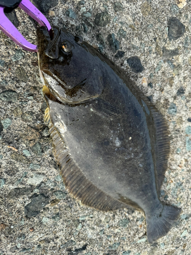 ヒラメの釣果