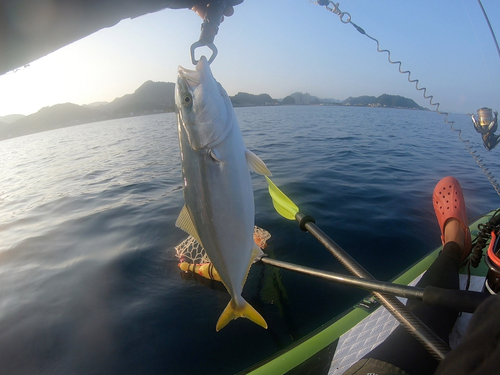 イナダの釣果