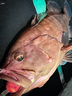 マハタの釣果