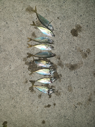 アジの釣果