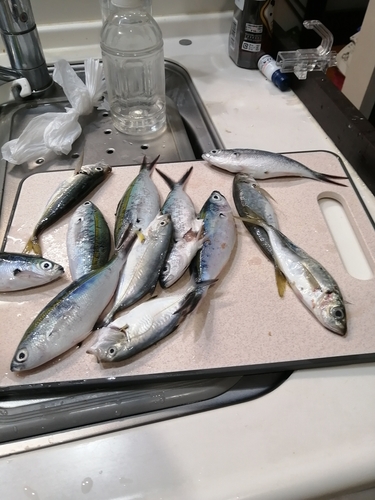 アジの釣果