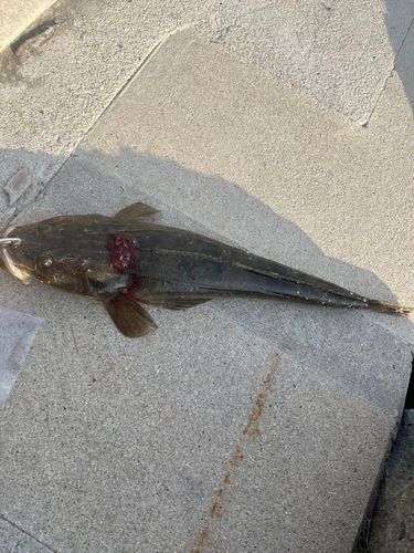 マゴチの釣果