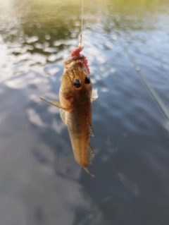 マハゼの釣果