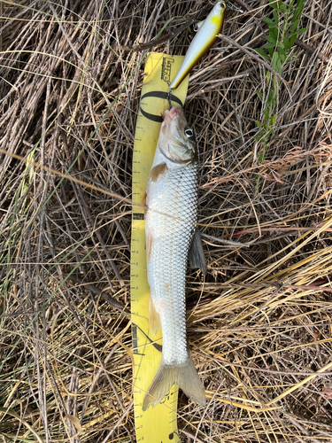 ニゴイの釣果